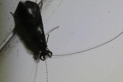 <i>Mystacides</i>