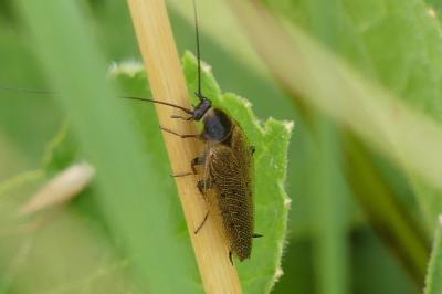 <i>Ectobius lapponicus</i>