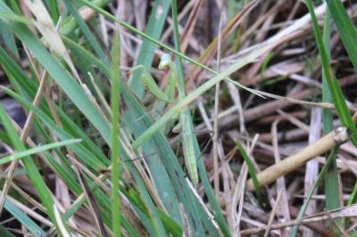 <i>Mantis religiosa</i>