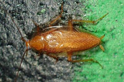 <i>Ectobius pallidus</i>