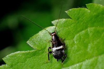 <i>Planuncus vinzi</i>