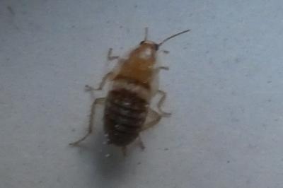 <i>Planuncus vinzi</i>