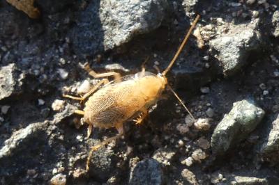 <i>Planuncus vinzi</i>