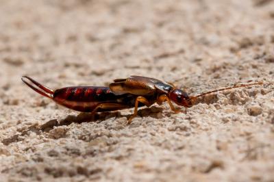 <i>Forficula auricularia</i>
