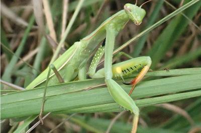 <i>Mantis religiosa</i>
