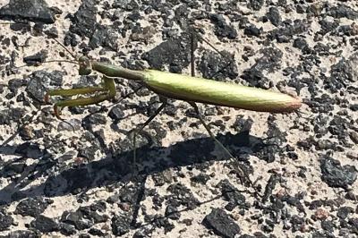 <i>Mantis religiosa</i>