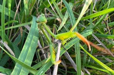 <i>Mantis religiosa</i>