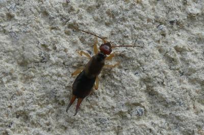 <i>Forficula auricularia</i>