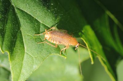 <i>Planuncus vinzi</i>