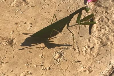 <i>Mantis religiosa</i>