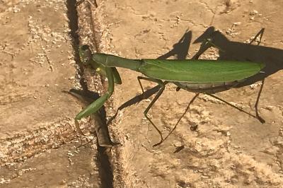 <i>Mantis religiosa</i>