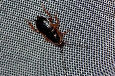 <i>Ectobius sylvestris</i>
