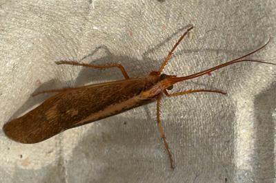 <i>Stenophylax permistus</i>