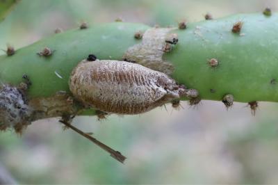 <i>Mantis religiosa</i>