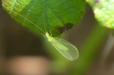 <i>Chrysopa</i>