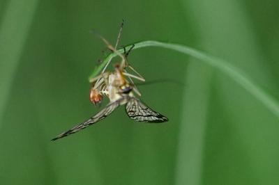 <i>Panorpa communis</i>