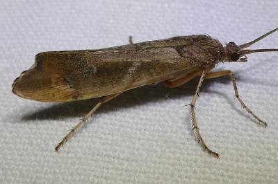 <i>Glyphotaelius pellucidus</i>
