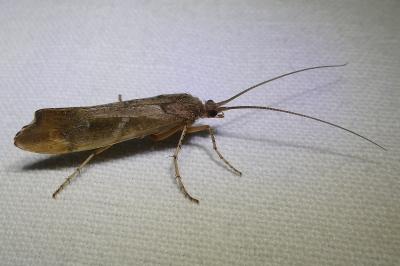 <i>Glyphotaelius pellucidus</i>