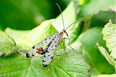 <i>Panorpa germanica</i>