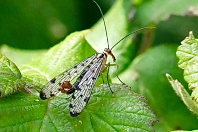 <i>Panorpa germanica</i>