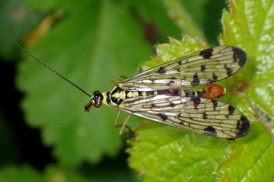 <i>Panorpa germanica</i>