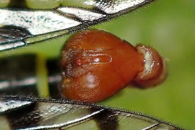 <i>Panorpa germanica</i>
