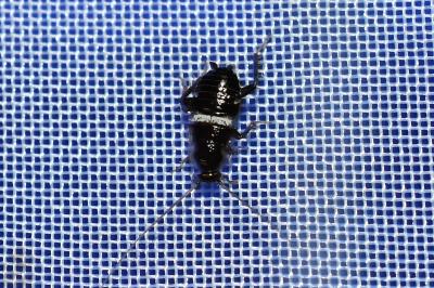 <i>Planuncus vinzi</i>