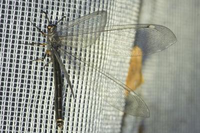 <i>Myrmeleon formicarius</i>