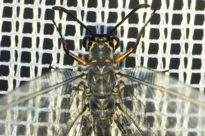 <i>Myrmeleon formicarius</i>