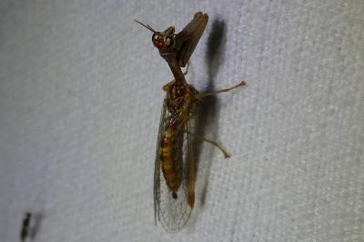 <i>Mantispa styriaca</i>