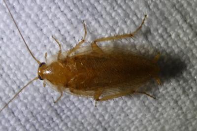 <i>Ectobius pallidus</i>