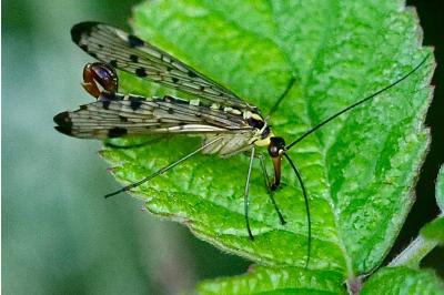 <i>Panorpa germanica</i>
