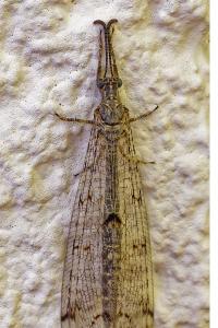 <i>Distoleon tetragrammicus</i>