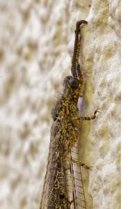 <i>Distoleon tetragrammicus</i>