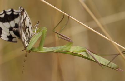 <i>Mantis religiosa</i>