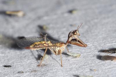 <i>Mantispa styriaca</i>