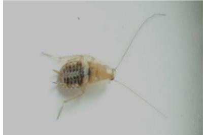 <i>Planuncus vinzi</i>