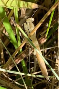 <i>Mantis religiosa</i>