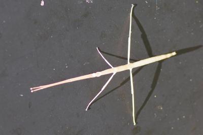 <i>Clonopsis gallica</i>