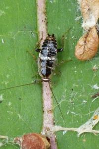 <i>Planuncus vinzi</i>