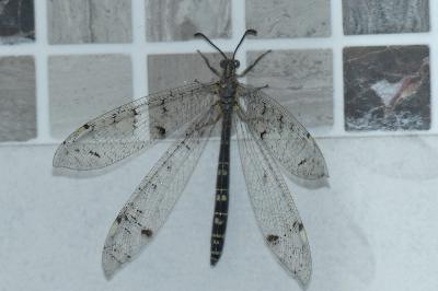 <i>Distoleon tetragrammicus</i>