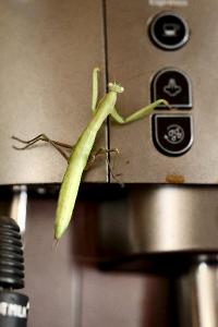<i>Mantis religiosa</i>