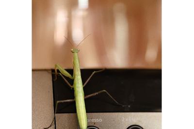 <i>Mantis religiosa</i>
