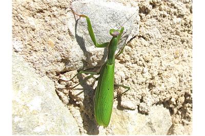 <i>Mantis religiosa</i>