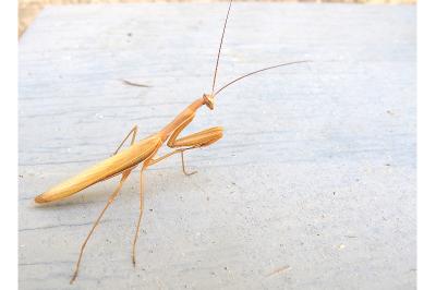 <i>Mantis religiosa</i>