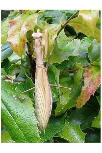 <i>Mantis religiosa</i>