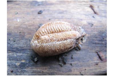 <i>Mantis religiosa</i>