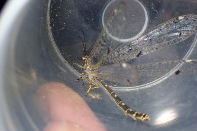 <i>Distoleon tetragrammicus</i>