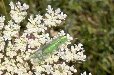 <i>Chrysoperla</i>