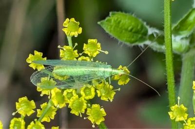 <i>Chrysoperla</i>